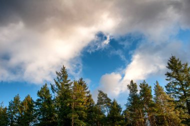 Orman üzerinde ağır bulutlar