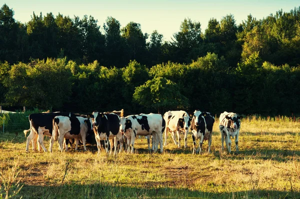 Αγελάδες βόσκουν σε ένα υπέροχο πράσινο βοσκότοπο — Φωτογραφία Αρχείου