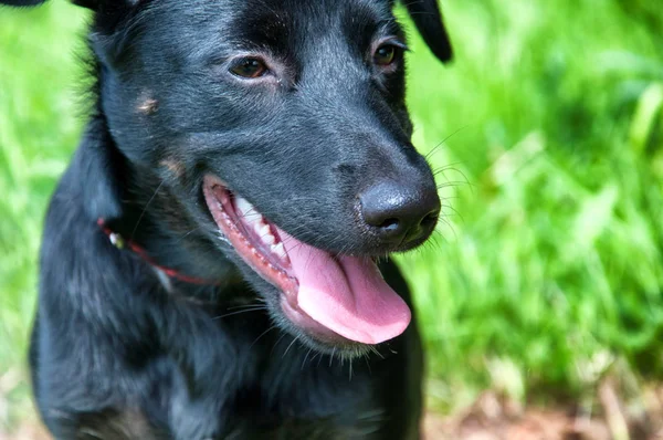 Güzel siyah köpek park