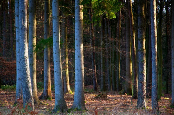 Temný les na podzim — Stock fotografie