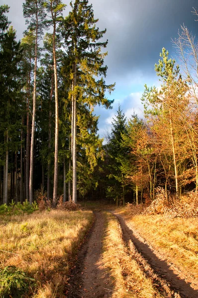 Route forestière en automne — Photo