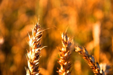 Altın olgun buğday kulaklar