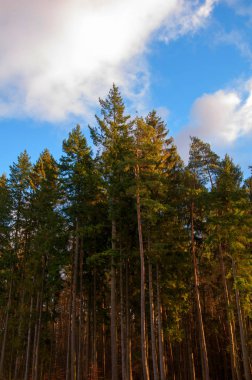 Orman üzerinde ağır bulutlar