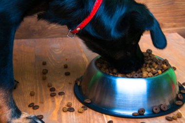 Köpek bir kaseden yemek yiyor