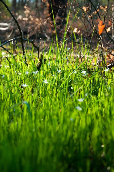 Herbe verte comme fond — Photo