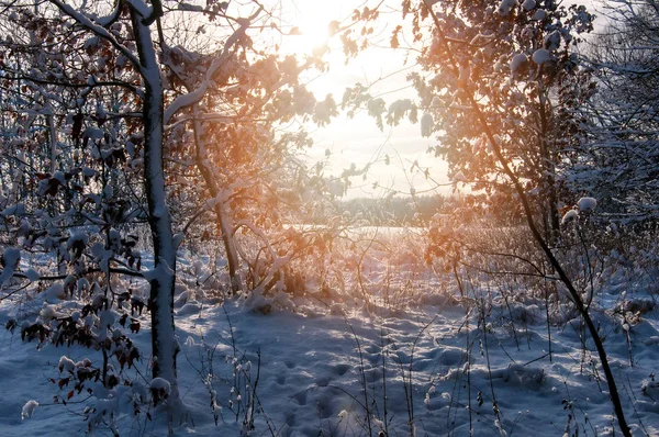 Luz solar a través de los árboles en invierno — Foto de Stock