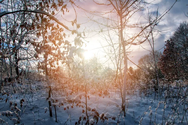 Luz solar a través de los árboles en invierno — Foto de Stock