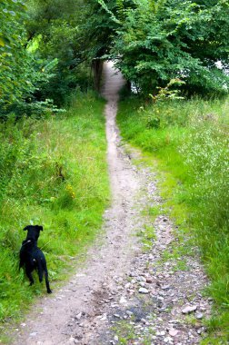 Küçük siyah köpek yürüyüş