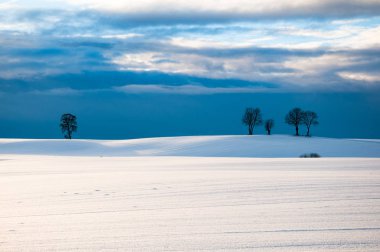 Kış alanında tek ağaçta
