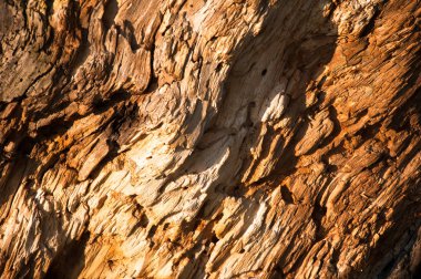 Çürümüş ağaç gövde arka plan