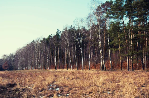 La forêt au tournant de l'automne et de l'hiver — Photo