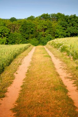 Sandy ülkede yol alanlar arasında