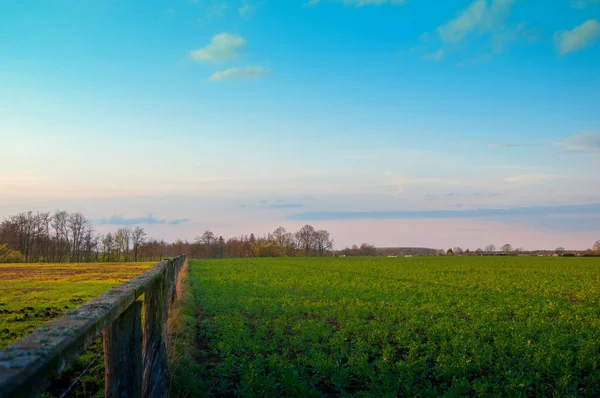 Campo de trigo verde jovem e céu azul nublado — Fotografia de Stock