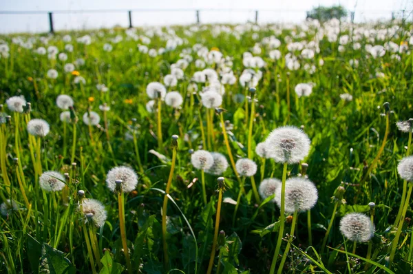 Sommerlandschaft Löwenzahnwiese — Stockfoto