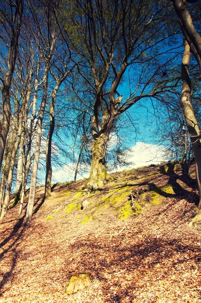 이른가을 언덕에 나무 — 스톡 사진