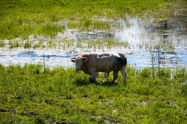 Pâturage de vaches brunes et blanches sur prairie — Photo