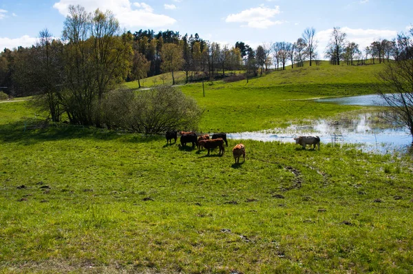 Coklat sapi dan anak sapi merumput di padang rumput Stok Foto Bebas Royalti