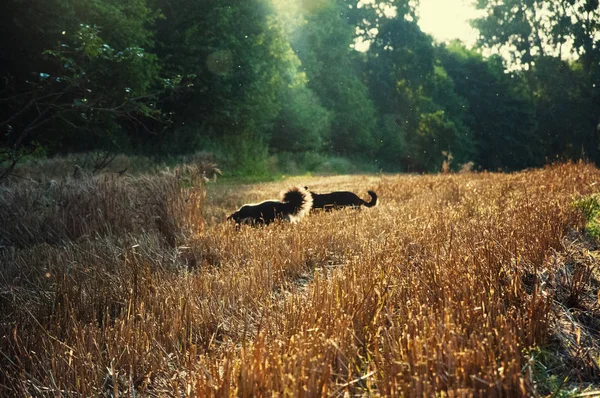 Schwarze Hunde spielen im Weizenfeld — Stockfoto