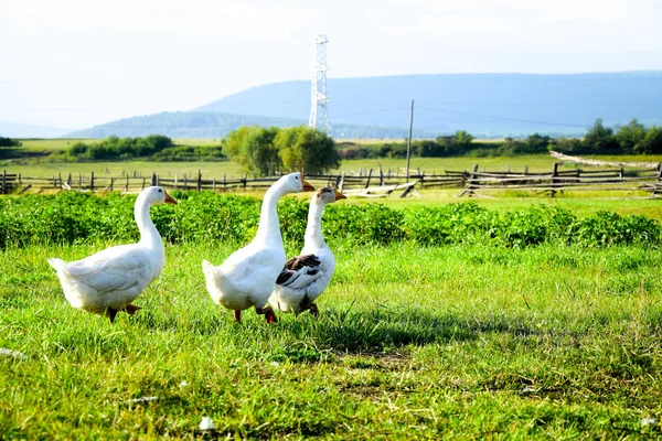 Ganzen komen in het wild — Stockfoto