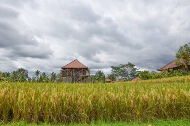 Pirinç alan güzel gökyüzü ile. Bali, Endonezya.