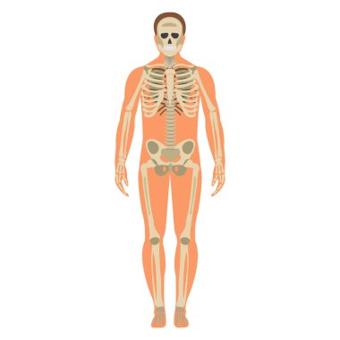 İskelet wuth vücut simgesi. İnsan iskelet ön yüzü siluet. Beyaz arka plan üzerinde izole. Vektör çizim