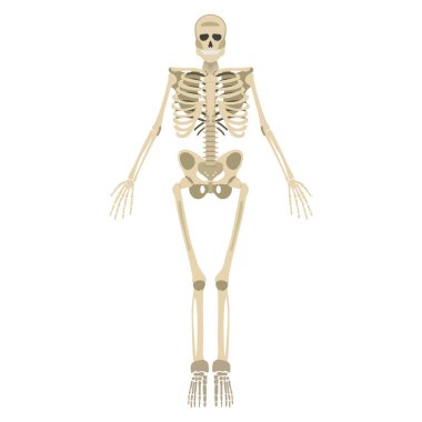 İskelet simgesi. İnsan iskelet ön yüzü siluet. Beyaz arka plan üzerinde izole. Vektör çizim