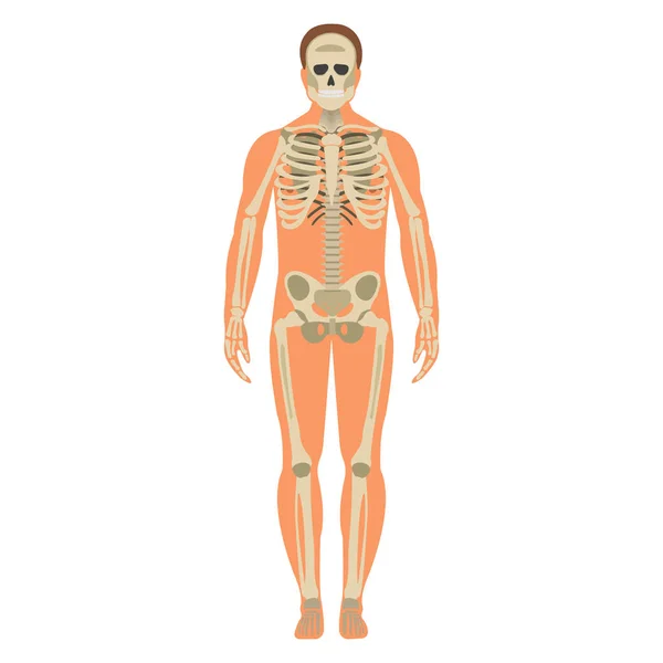 Skelet wuth lichaam pictogram. Menselijk skelet voorzijde silhouet. Geïsoleerd op een witte achtergrond. Vectorillustratie — Stockvector