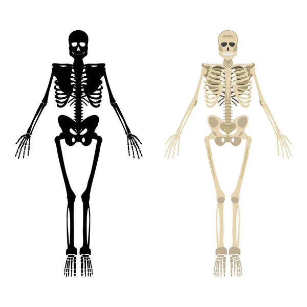 Szkielet ikona. Ludzki szkielet przedniej stronie sylwetka. Na białym tle na białym tle. Ilustracja wektorowa — Wektor stockowy