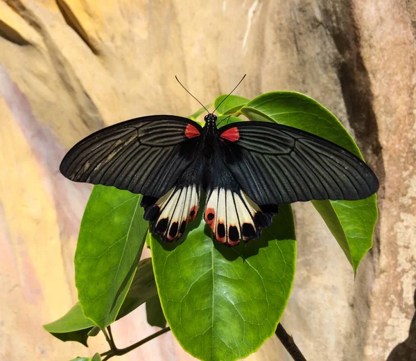 Close Up foto con farfalla su una foglia. Vietnam, Da Lat, Inverno, 2018 — Foto Stock