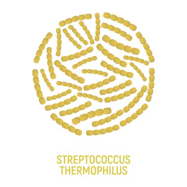 Streptococcus Thermophilus Simgesi. Probiyotik Kavram Logosu ve Etiketi. Sağlık Araştırma Sembolü, Simge ve Rozet. Çizgi film Vektör illüstrasyonu