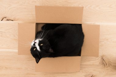 bir karton kutu içinde siyah kedi