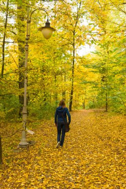 Sonbahar ormanlarında sarı yapraklar güzel arka planda