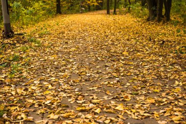 Sonbahar ormanlarında sarı yapraklar güzel arka planda