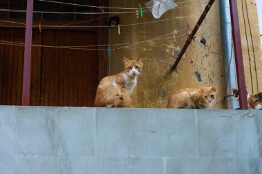 kedi üzerinde eski bir ev gecekondu