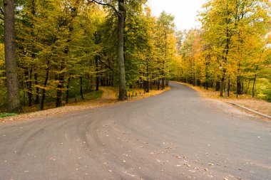 Sonbahar ormanlarında sarı yapraklar güzel arka planda