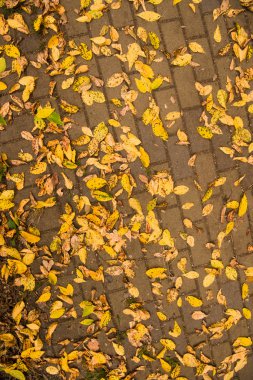 Sonbahar ormanlarında sarı yapraklar güzel arka planda
