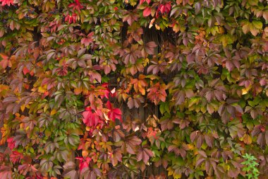 sonbahar günü güzel çalı