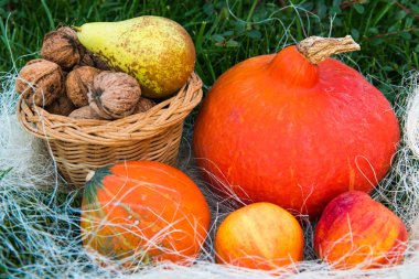 Kabak elma armut fındık yeşil çimenlerin üzerinde