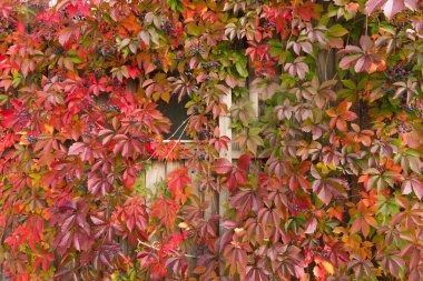 sonbahar günü güzel çalı