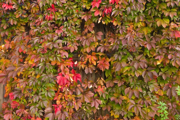 Beautiful bush in autumn day — Stock Photo, Image