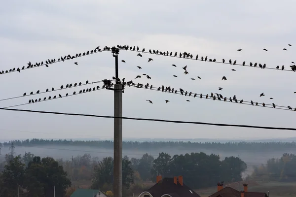 Elektrik hatları üzerinde oturan kuşlar — Stok fotoğraf