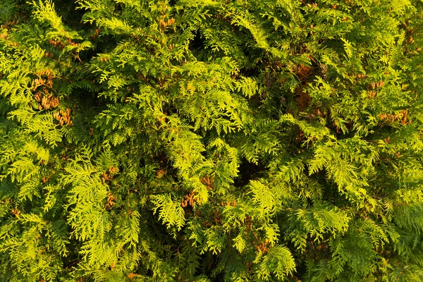 Spruce close-up on a sunny day — Stock Photo, Image