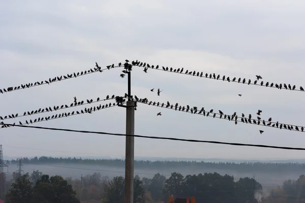 Elektrik hatları üzerinde oturan kuşlar — Stok fotoğraf