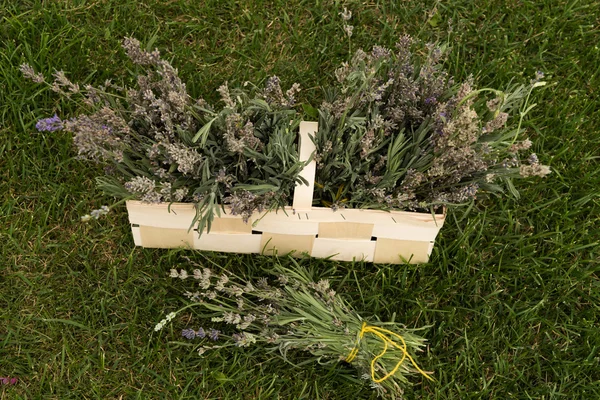 Set of herbs in a basket in the garden — Stock Photo, Image