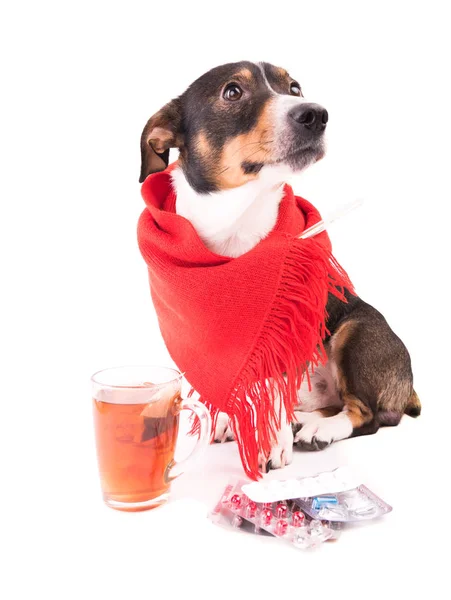 Beyaz bir arka plan üzerinde tıp hasta köpek