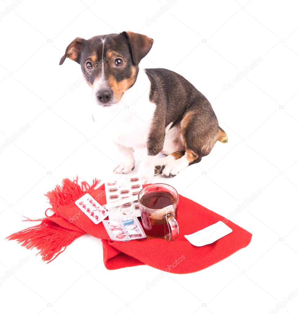 sick dog with medicine on a white background