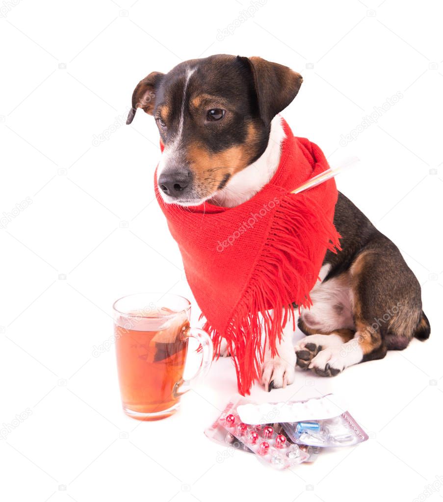 sick dog with medicine on a white background