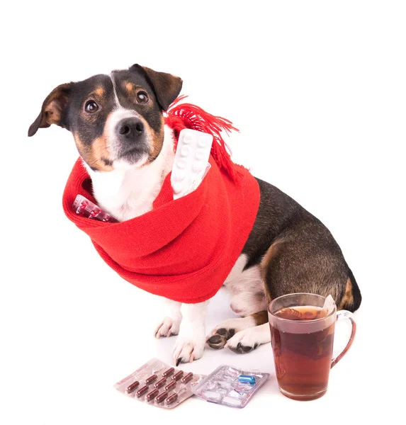 Beyaz bir arka plan üzerinde tıp hasta köpek