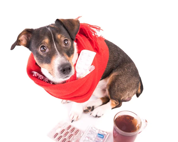 Beyaz bir arka plan üzerinde tıp hasta köpek