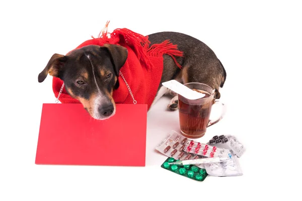 Beyaz bir arka plan üzerinde tıp hasta köpek